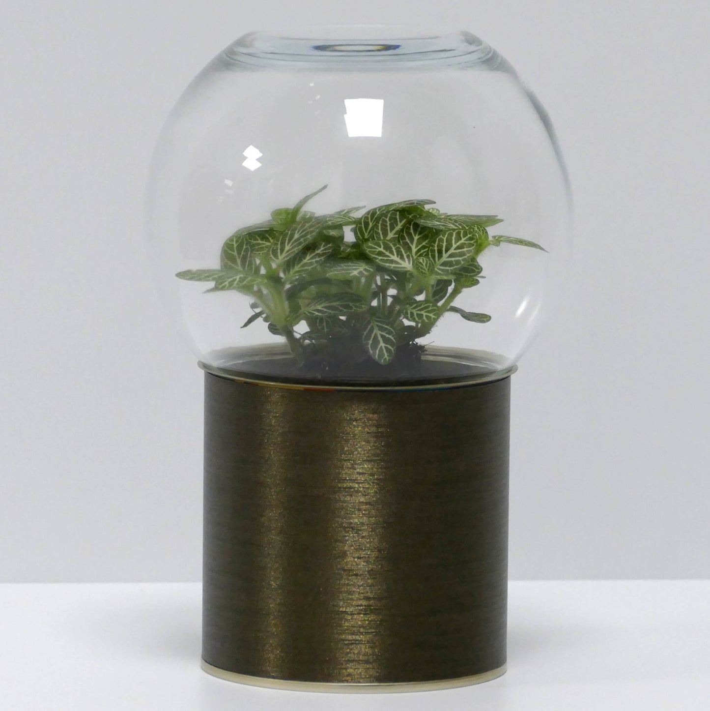 Terrarium bronze brossé