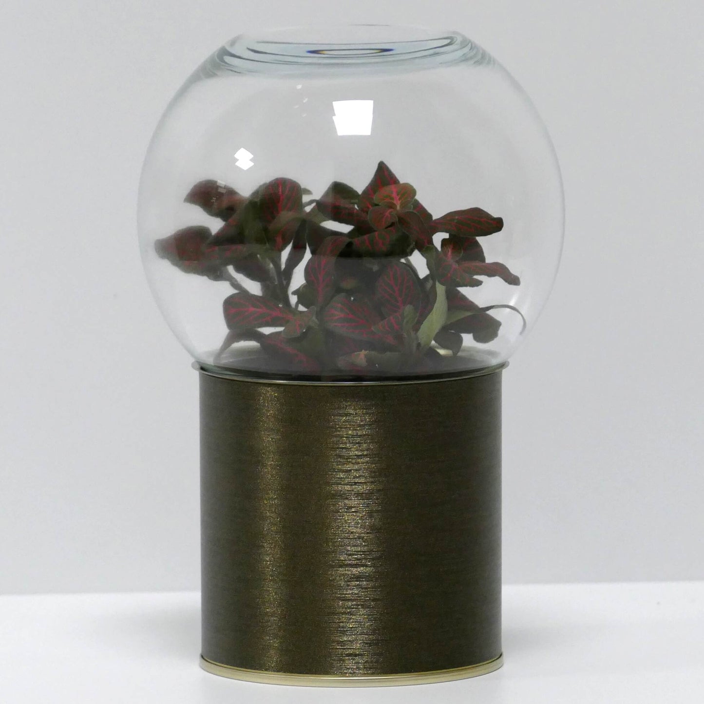 Terrarium bronze brossé