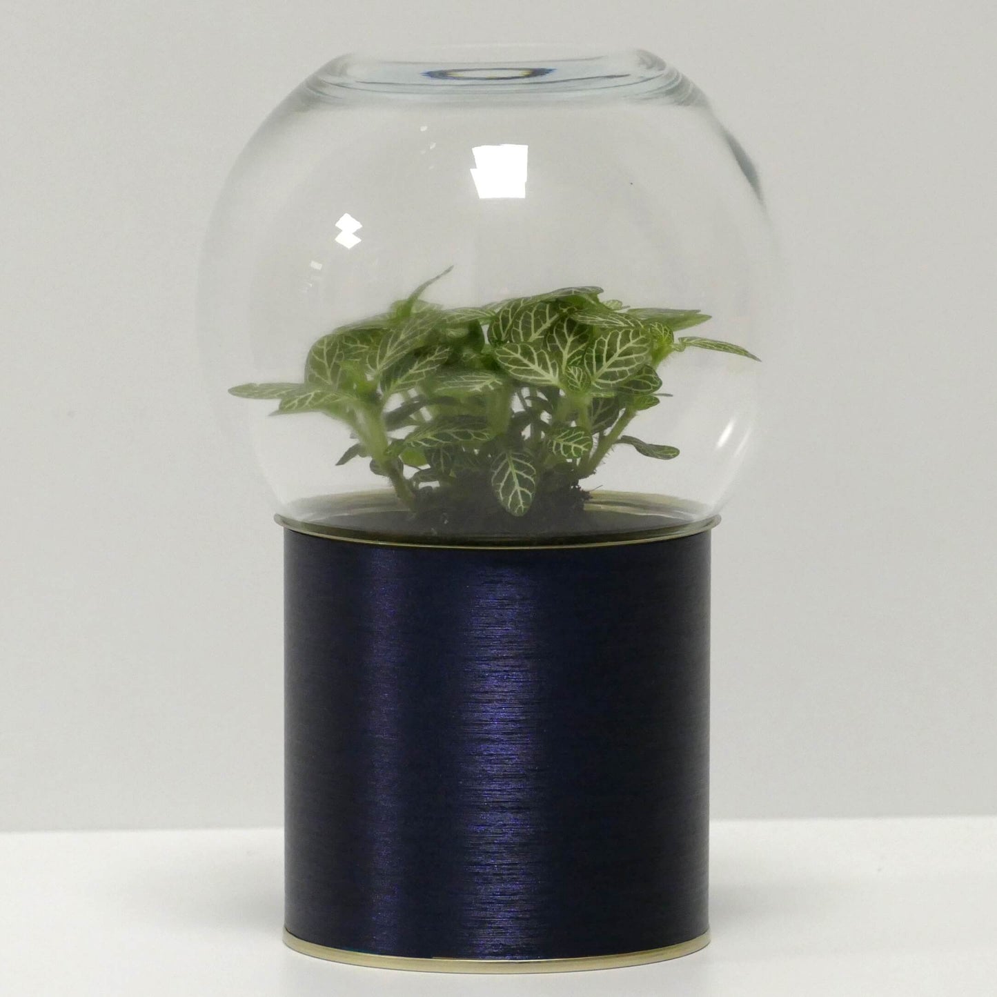 Terrarium métal bleu brossé