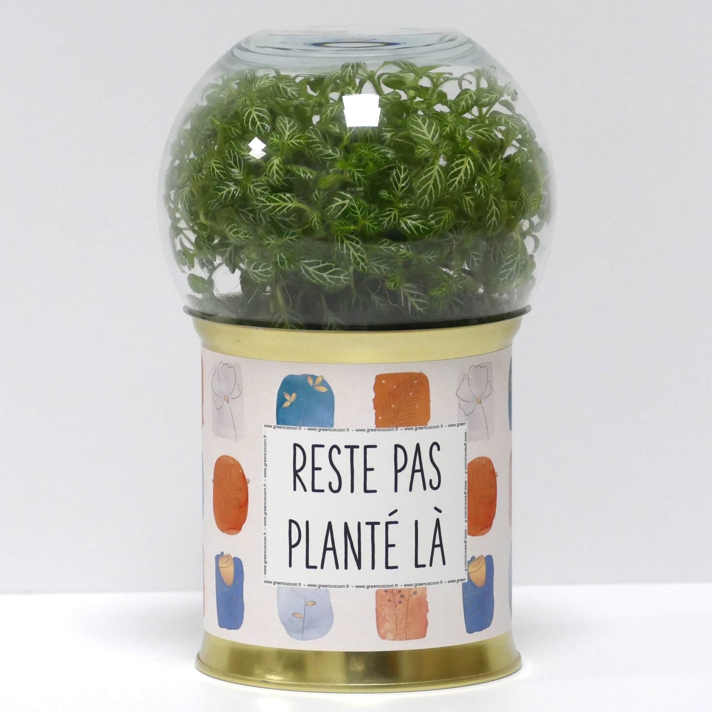 Terrarium Reste pas planté là