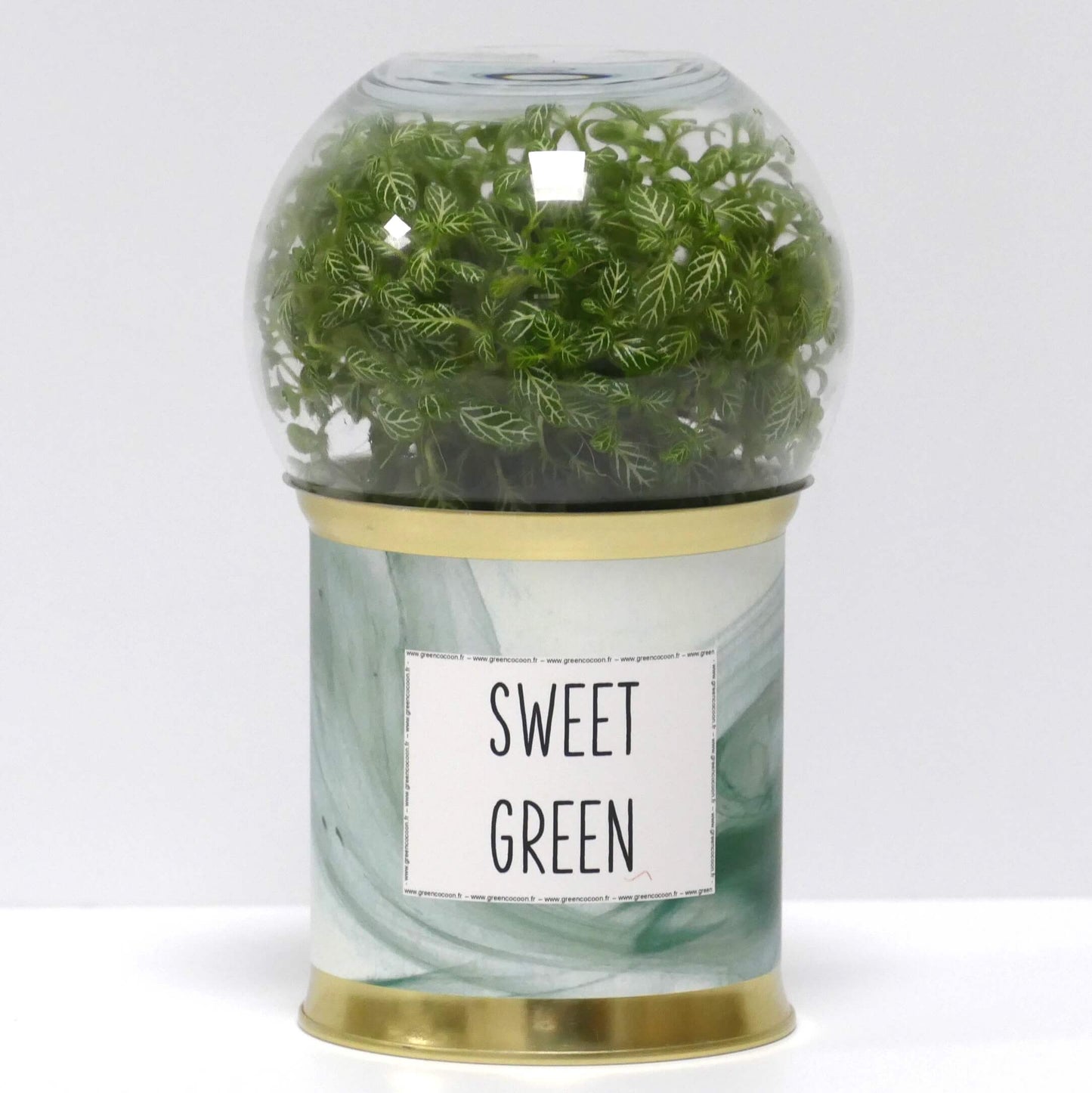 Terrarium Sweet green
