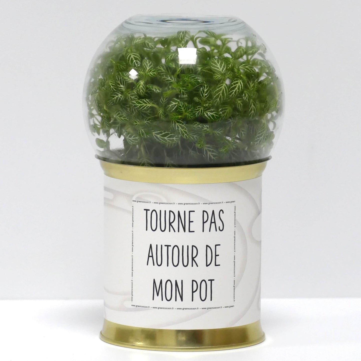 Terrarium Tourne pas autour de mon pot