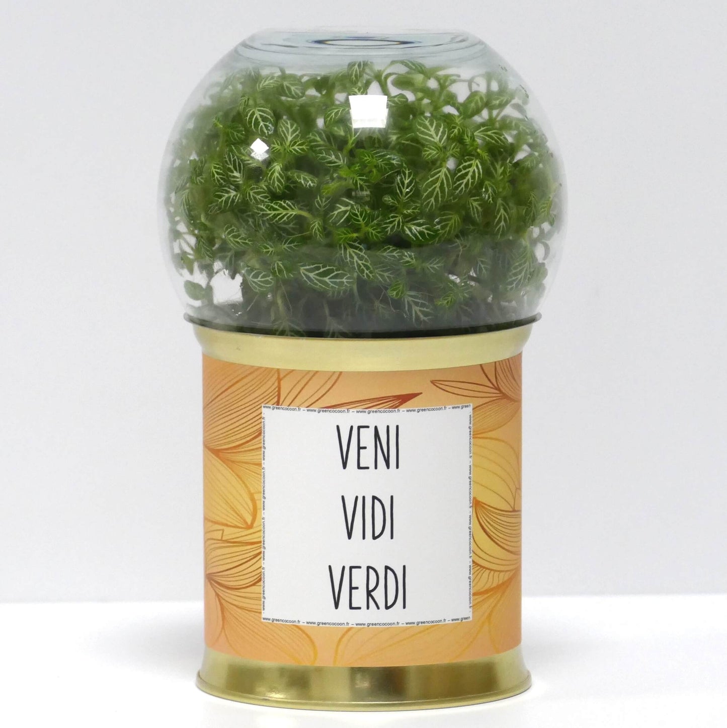 Terrarium Veni vidi verdi