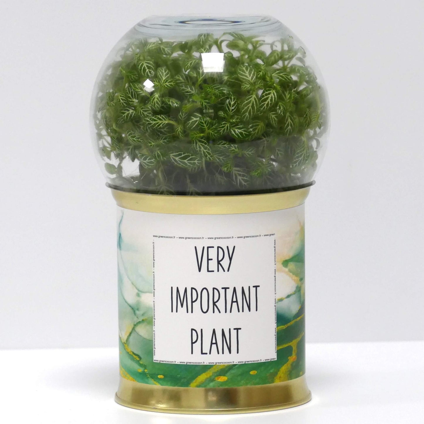 Terrarium Very Important Plant