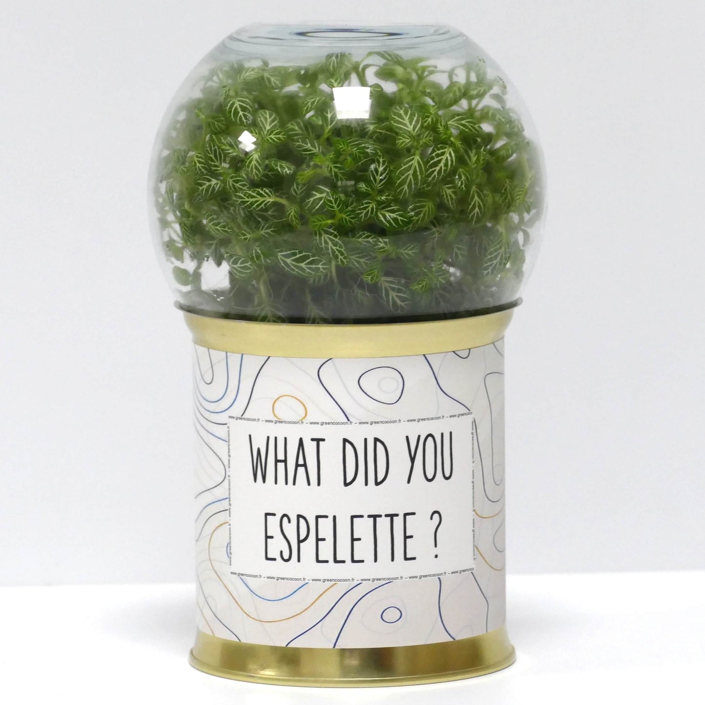Terrarium What did you espelette ?