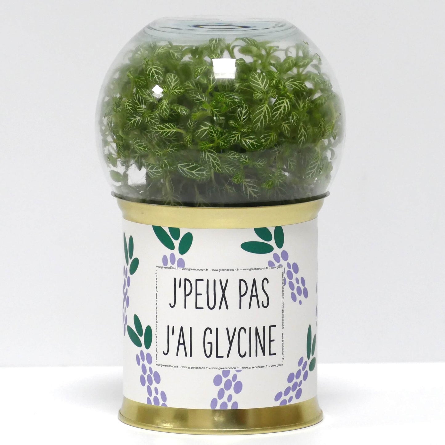 Terrarium J'peux pas j'ai glycine