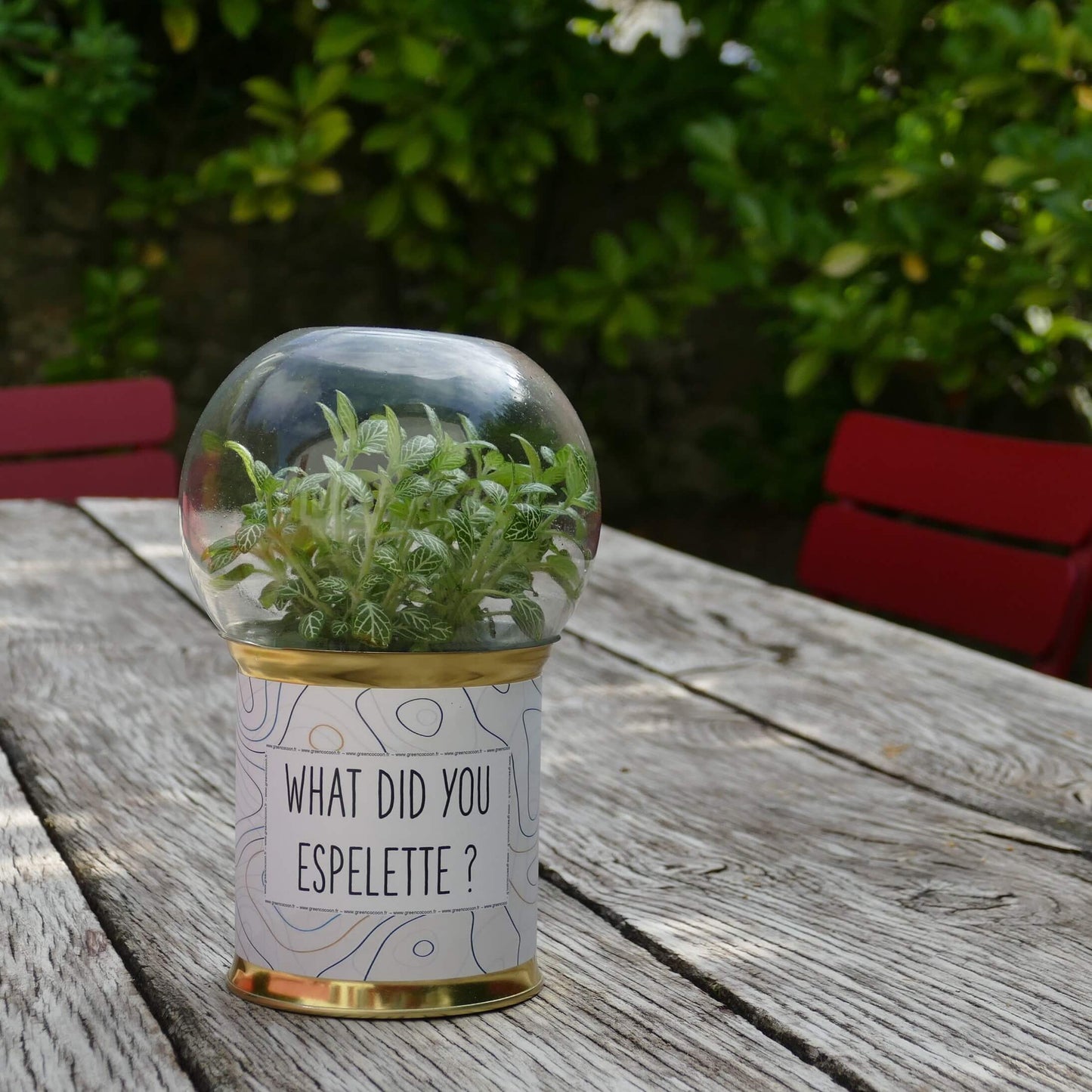 Terrarium What did you espelette ?