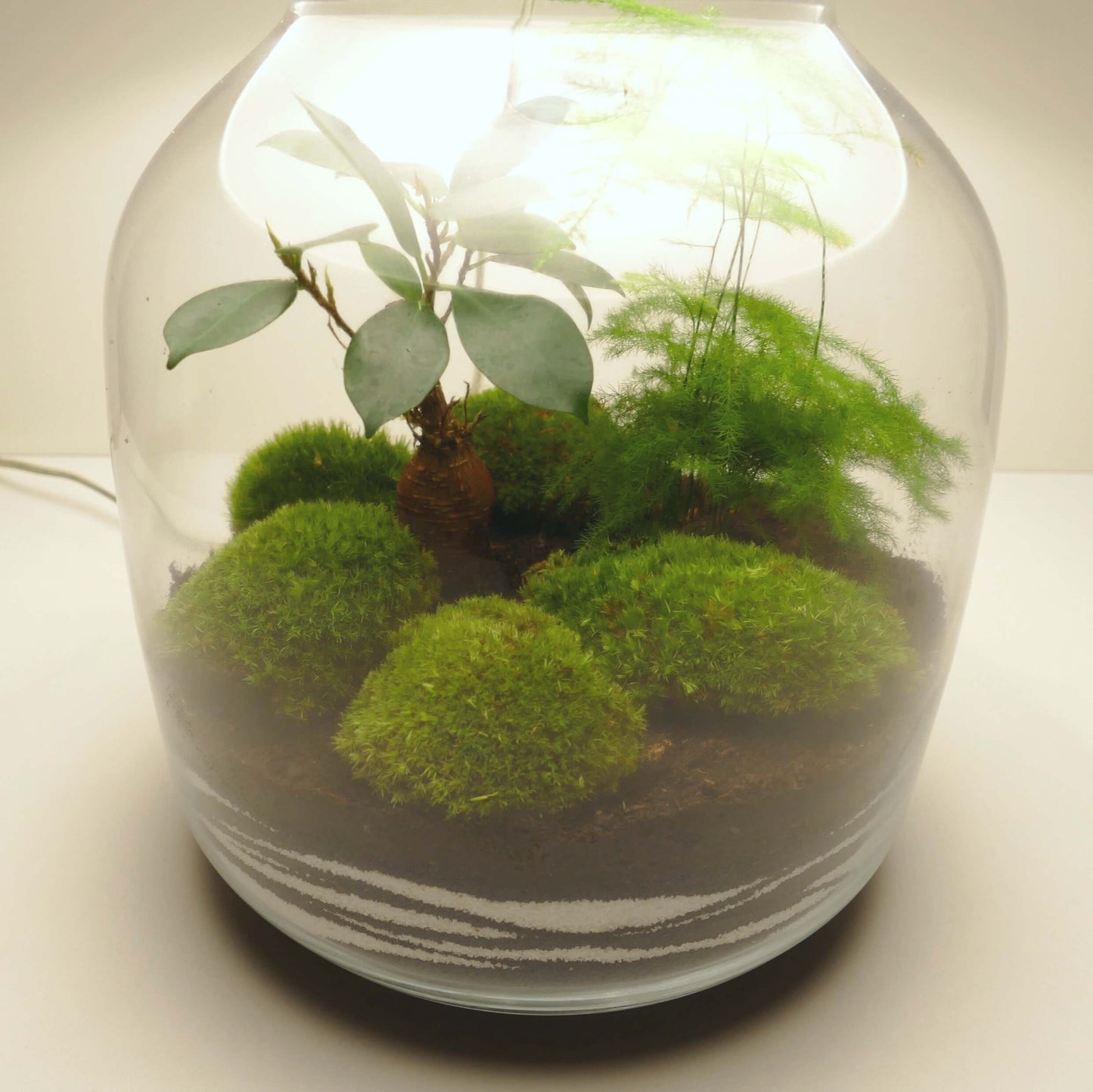 Lampe terrarium vase bonbonne XL