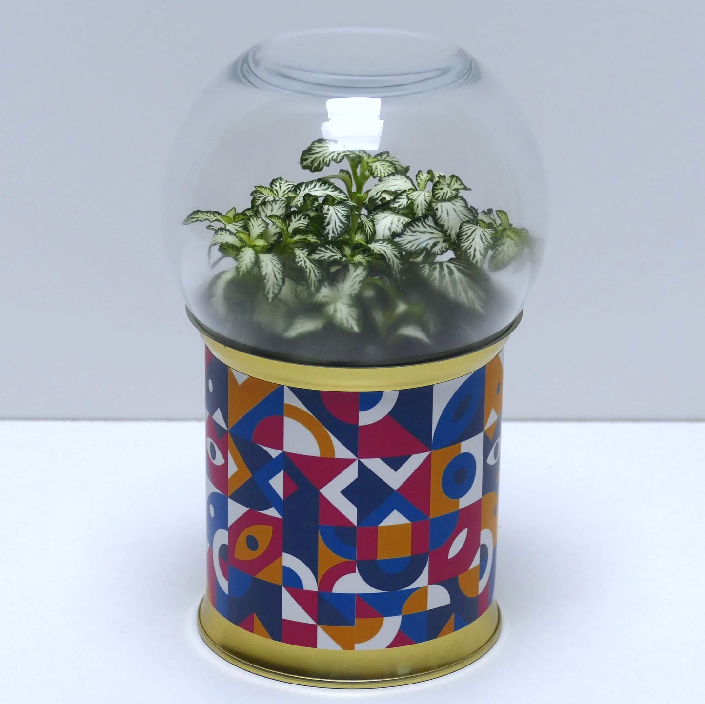 Terrarium graphismes colorés