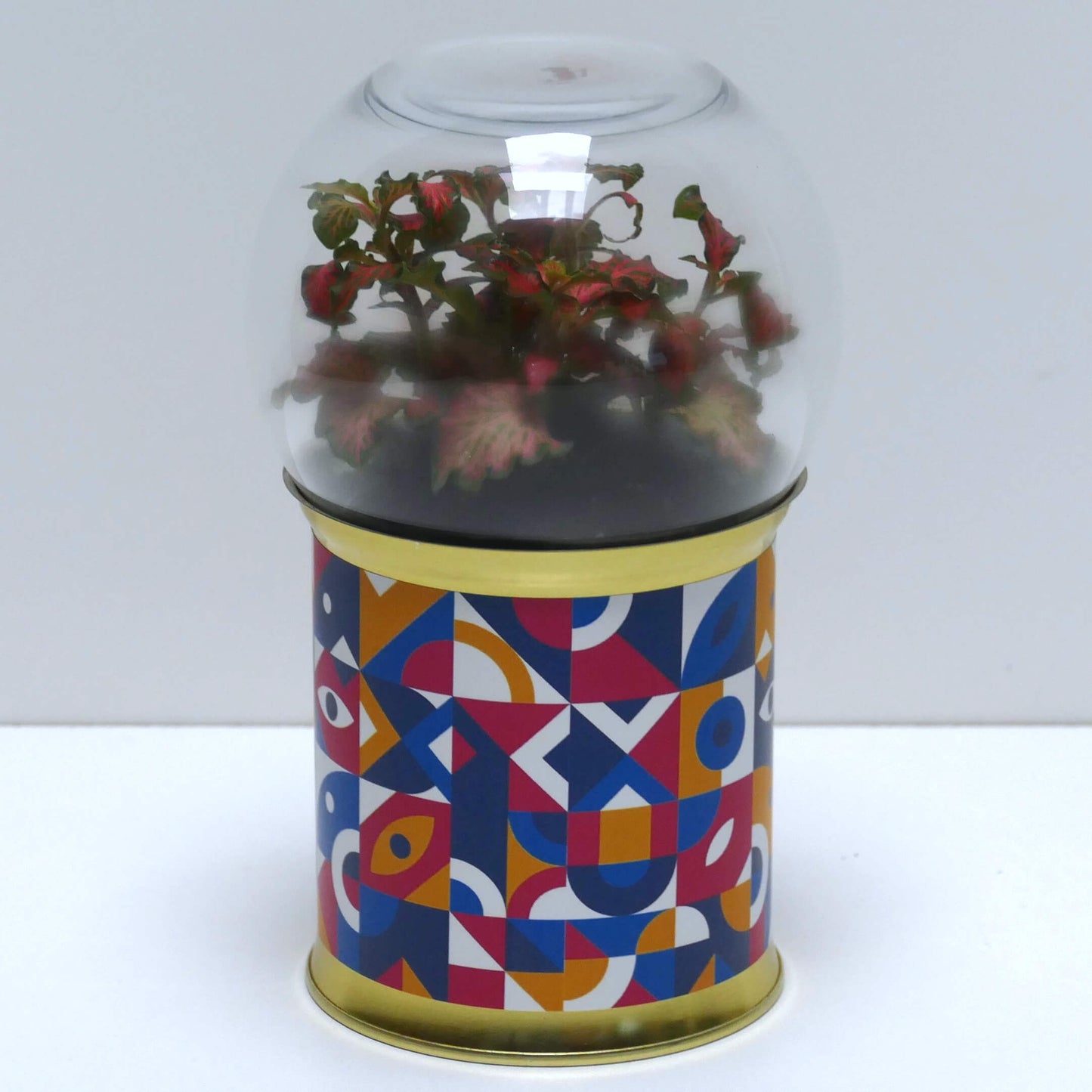 Terrarium graphismes colorés