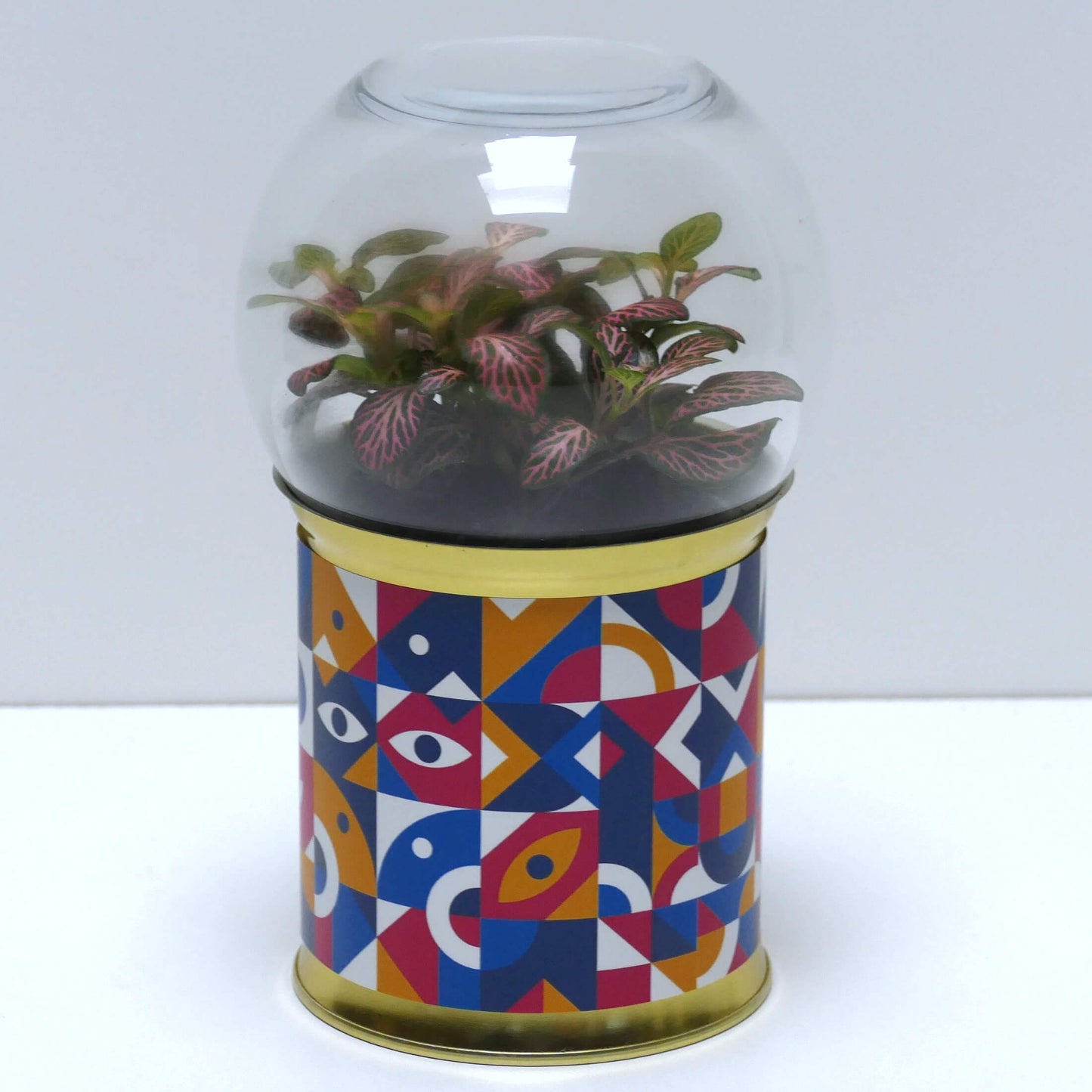 Terrarium graphismes colorés