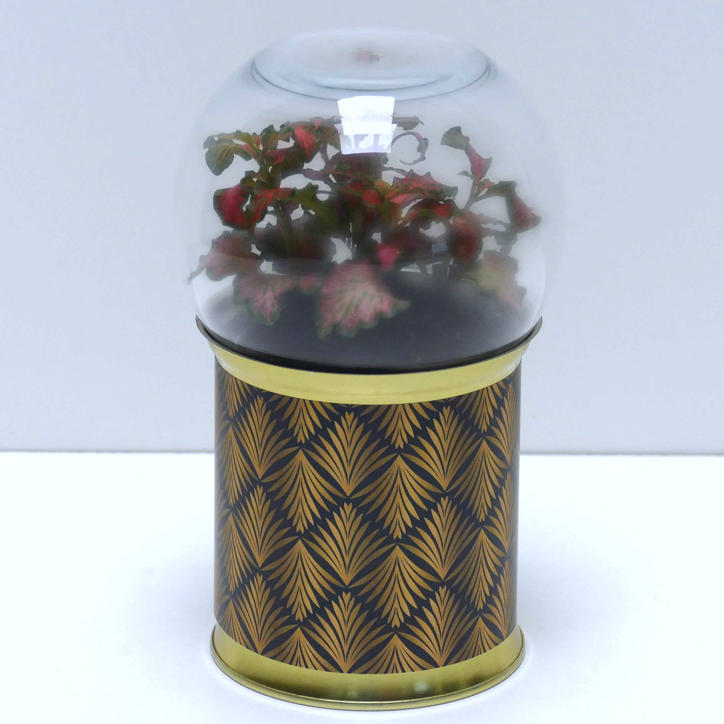 Terrarium graphismes noirs et dorés