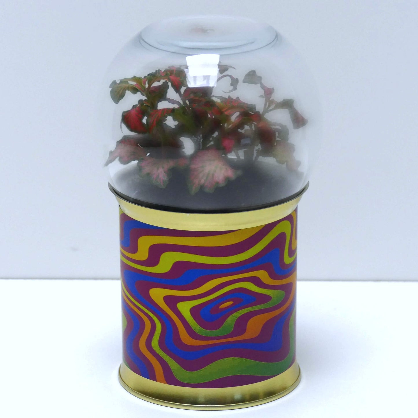 Terrarium graphismes psychédéliques