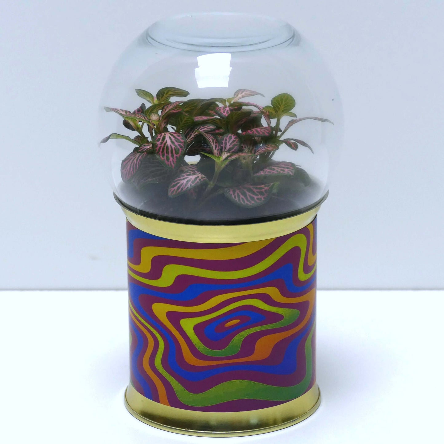 Terrarium graphismes psychédéliques