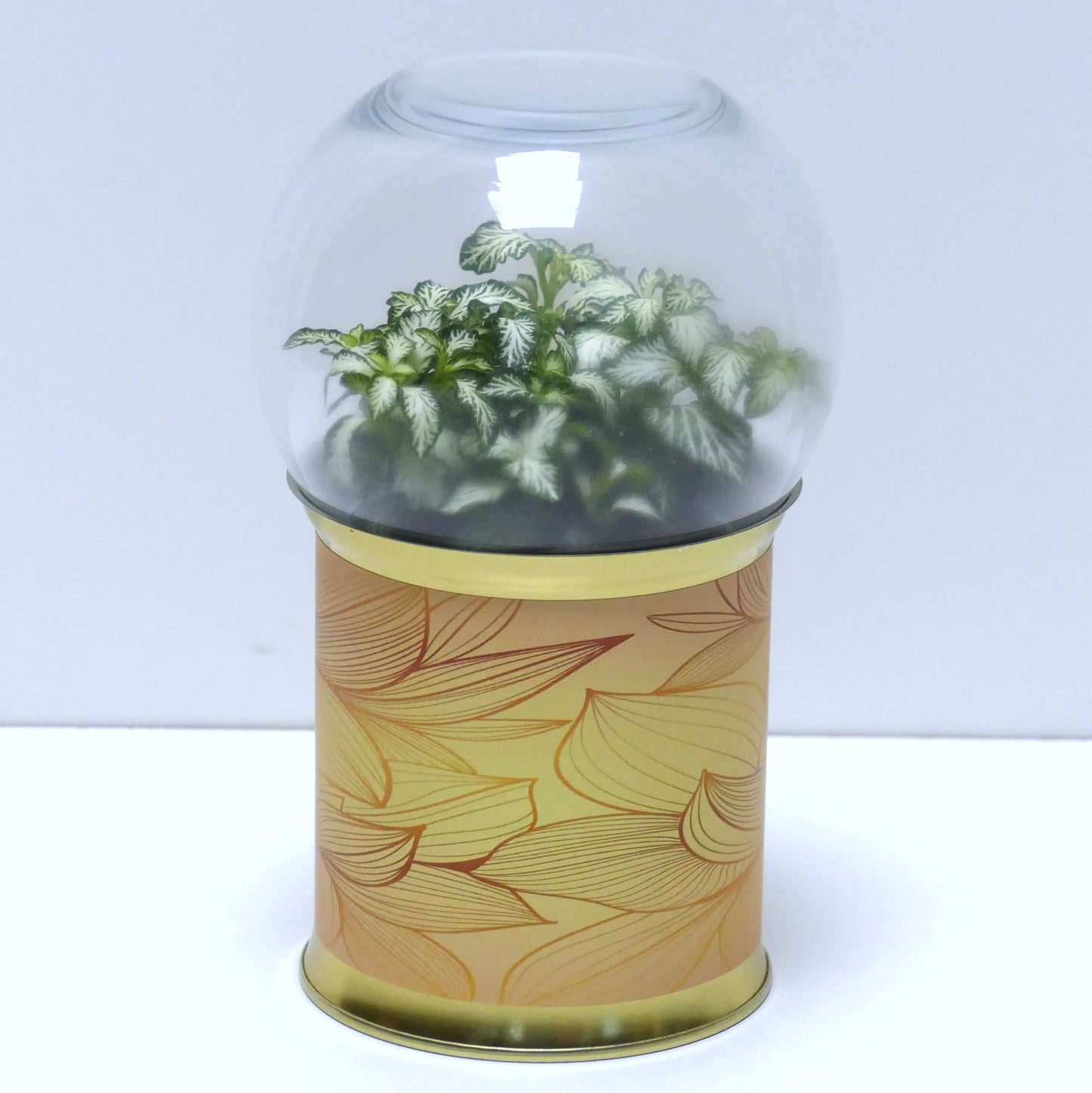 Terrarium graphismes feuilles dorées