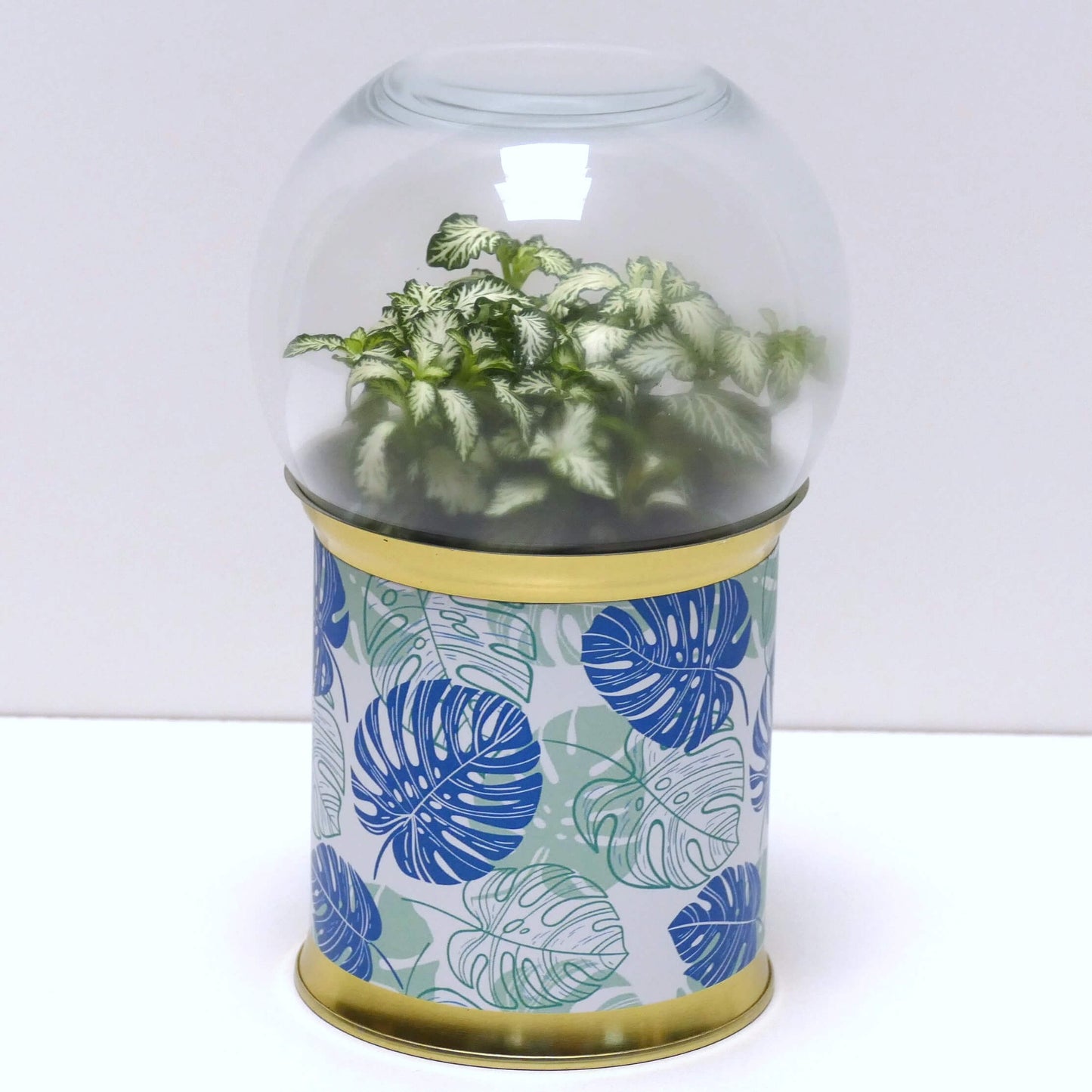 Terrarium graphismes feuilles bleues et vertes