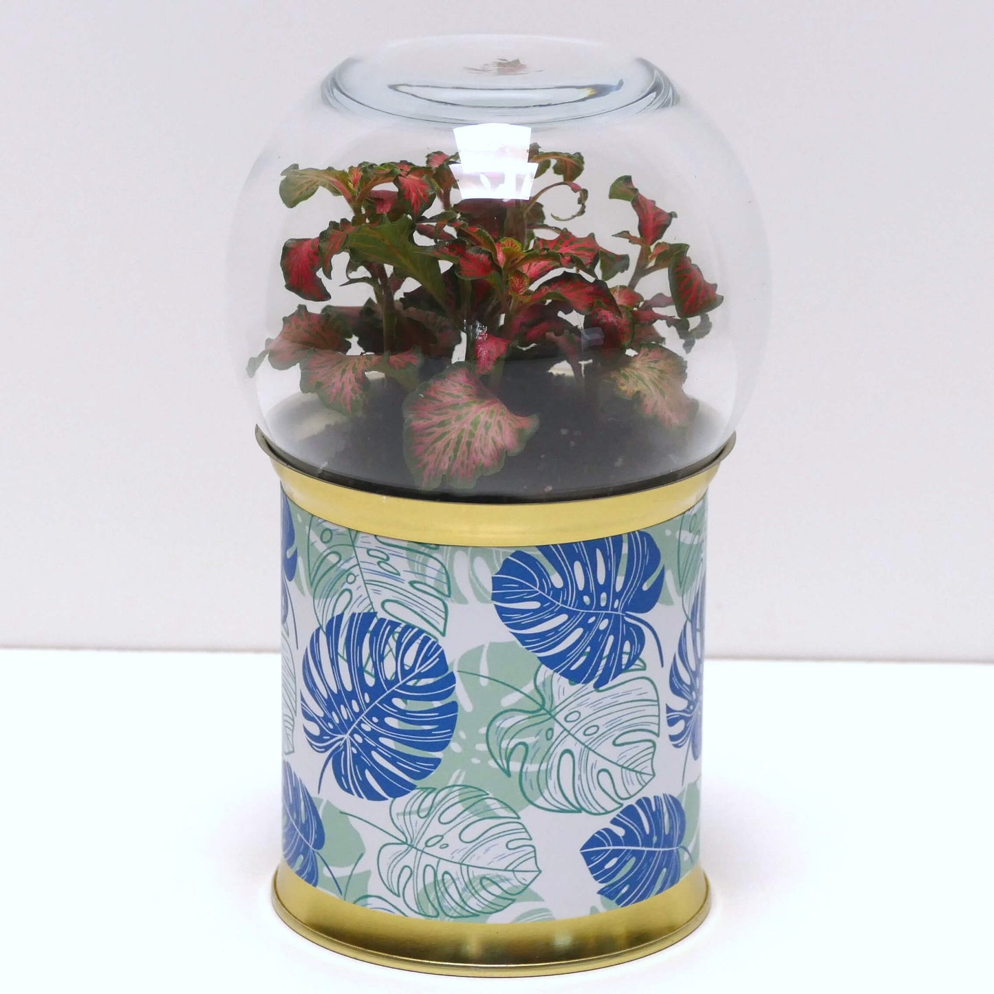 Terrarium graphismes feuilles bleues et vertes