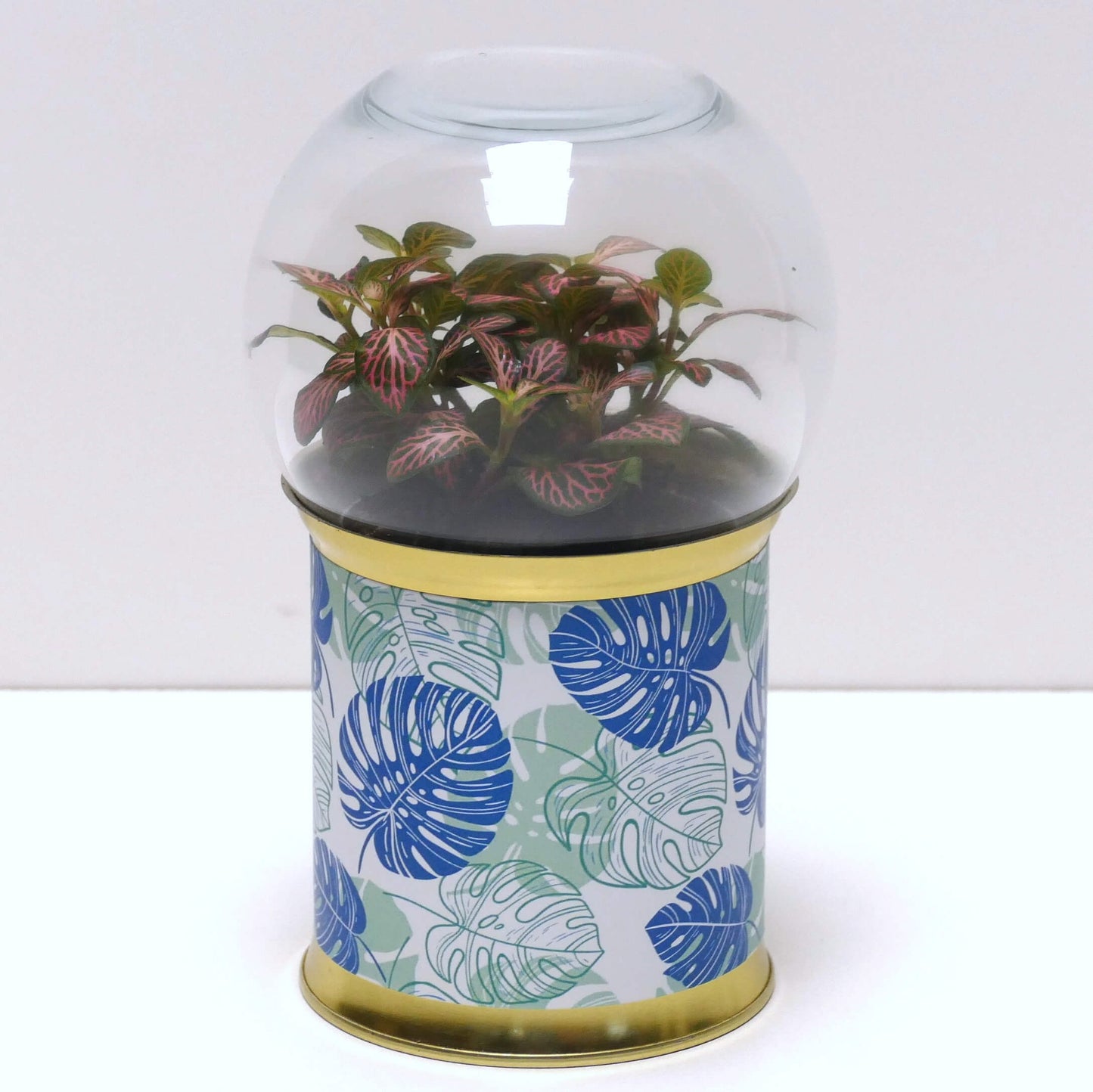 Terrarium graphismes feuilles bleues et vertes