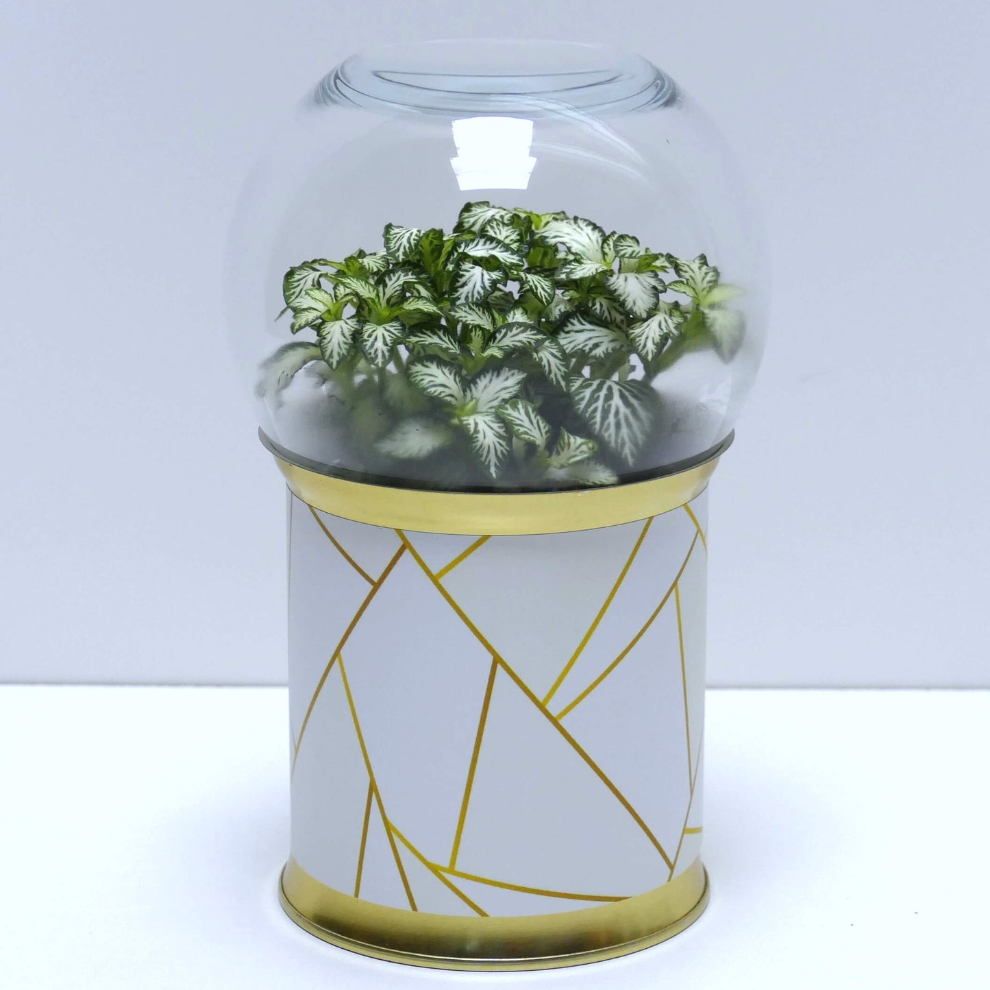 Terrarium graphismes blancs et dorés