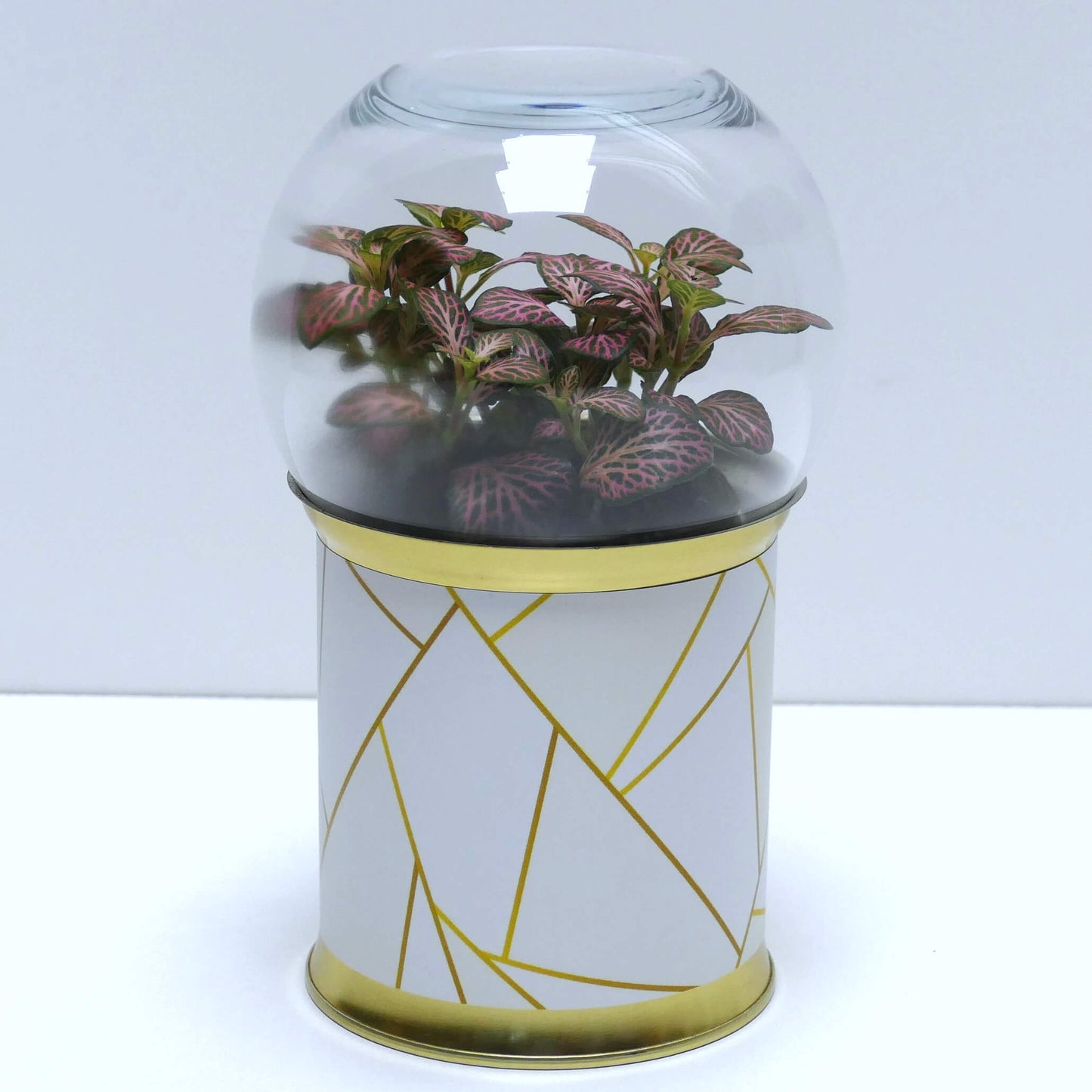 Terrarium graphismes blancs et dorés