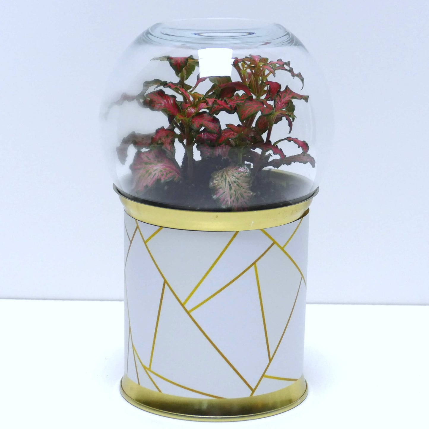 Terrarium graphismes blancs et dorés