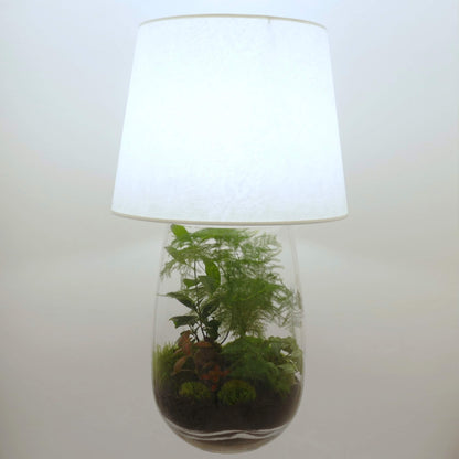 Pack 2 lampes terrariums vase allongé XXL