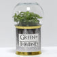 Pack "C" de 12 terrariums