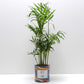 Pot Best Dad et sa plante