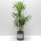 Pot Daddy cool et sa plante