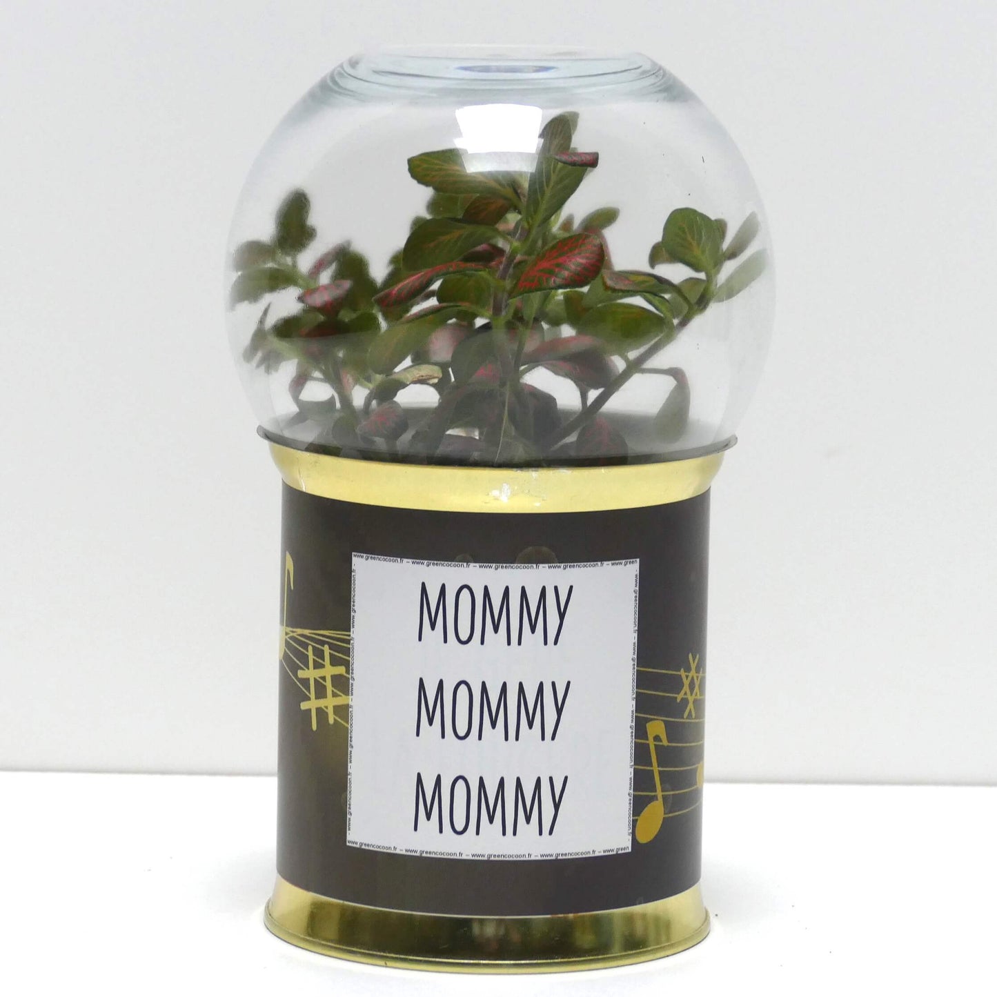 Terrarium Mommy Mommy Mommy