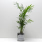 Pot Green of Thrones et sa plante