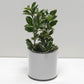 Pot art déco blanc et doré et sa plante