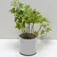 Pot motifs noirs et sa plante