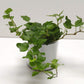 Pot Daddy cool et sa plante