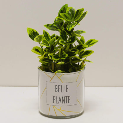 Pot Belle plante et sa plante
