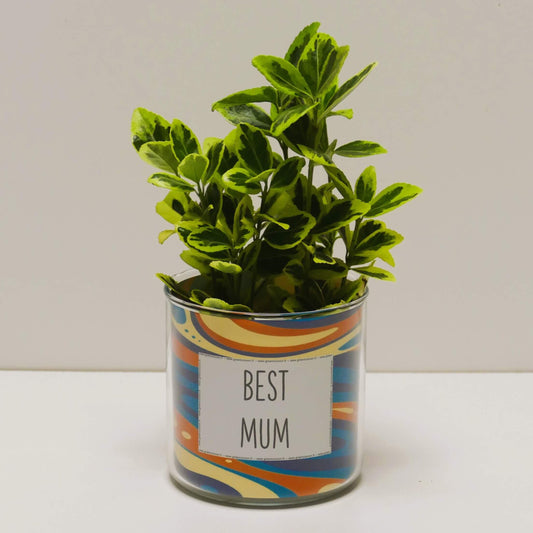 Pot Best Mum et sa plante