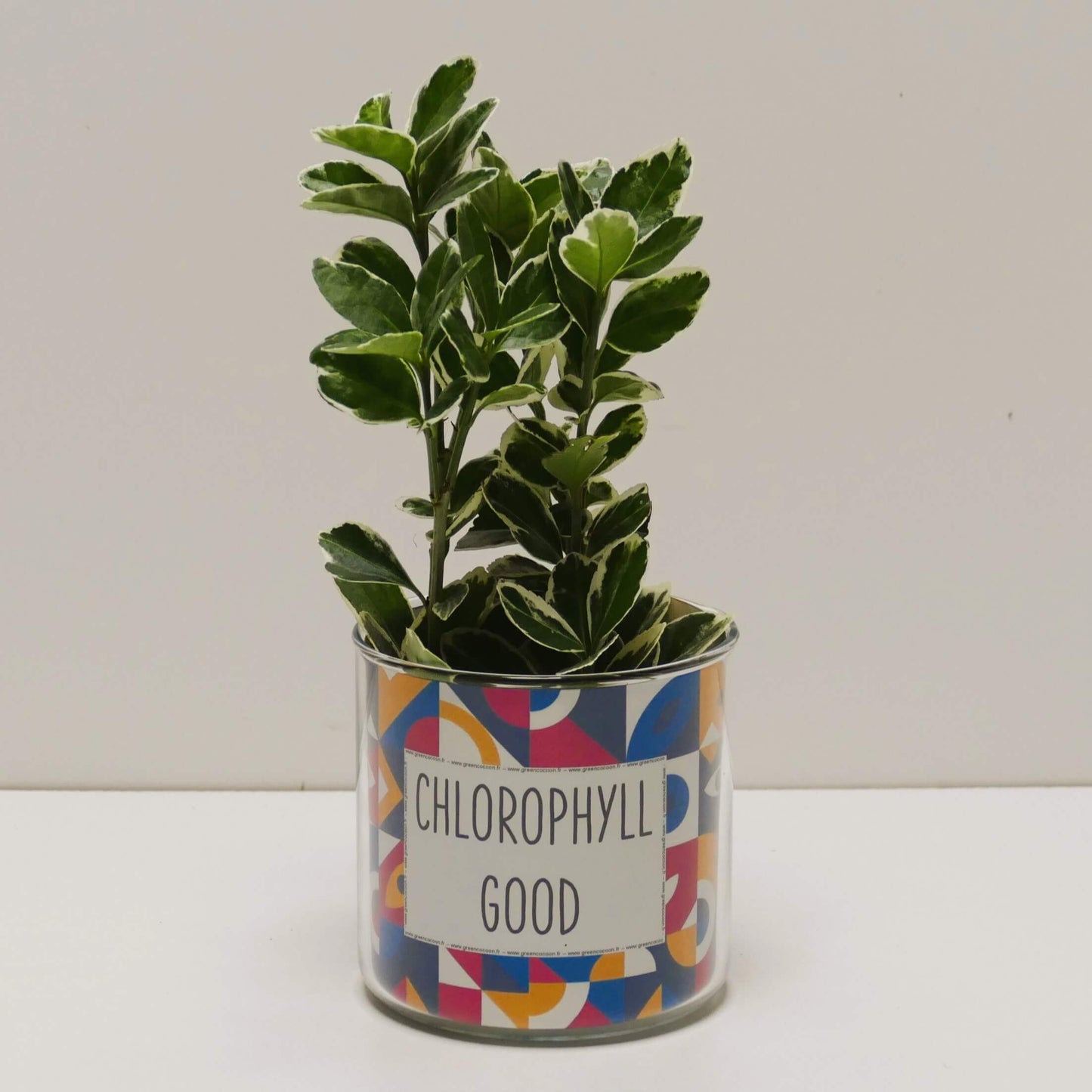 Pot Chlorophyll good et sa plante