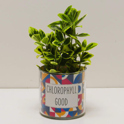 Pot Chlorophyll good et sa plante