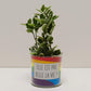 Pot Elle est pas belle la vie et sa plante