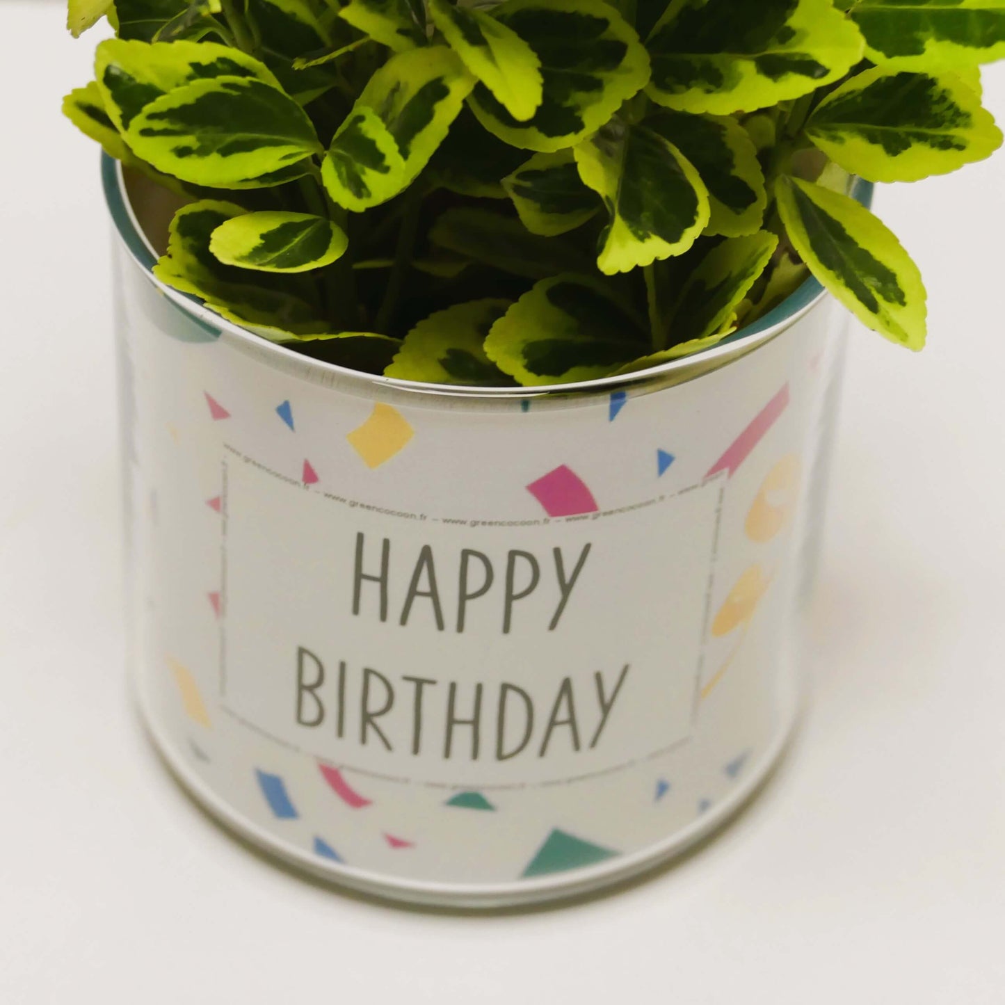 Pot Happy birthday et sa plante