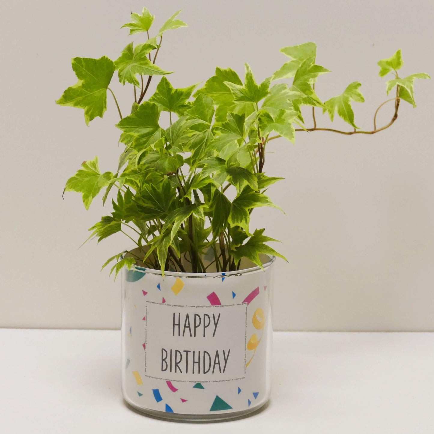 Pot Happy birthday et sa plante