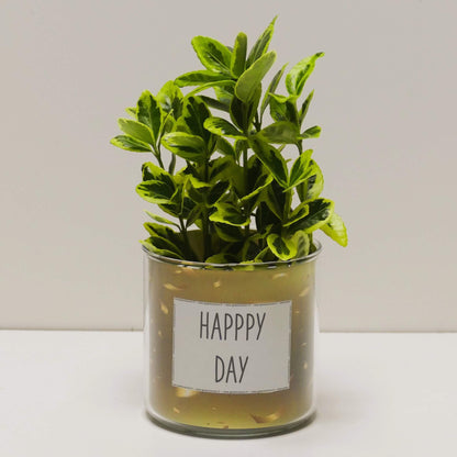 Pot Happy day et sa plante