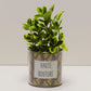 Pot Haute bouture et sa plante