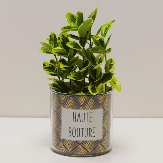 Pot Haute bouture et sa plante