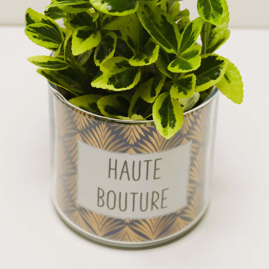 Pot Haute bouture et sa plante