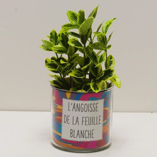 Pot L'angoisse de la feuille blanche et sa plante