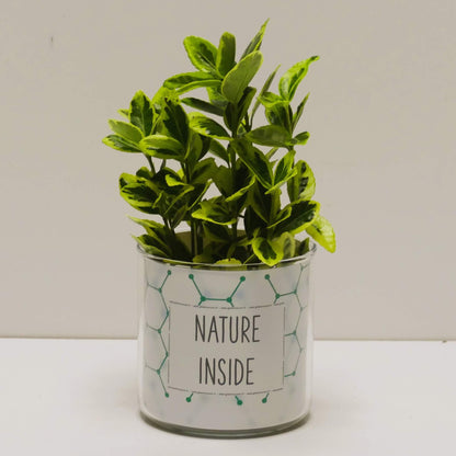 Pot Nature inside et sa plante