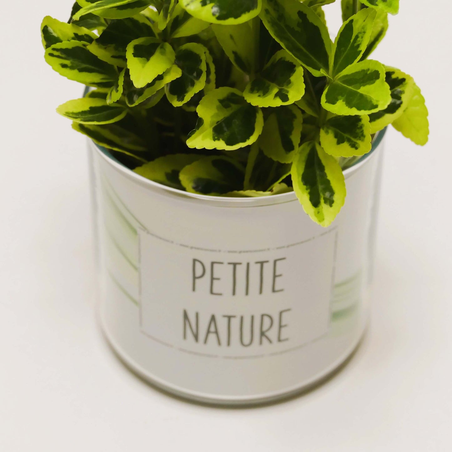 Pot Petite nature et sa plante