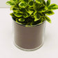 Pack "A" de 12 pots et plantes