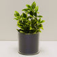 Pot "métal bleu brossé" et sa plante